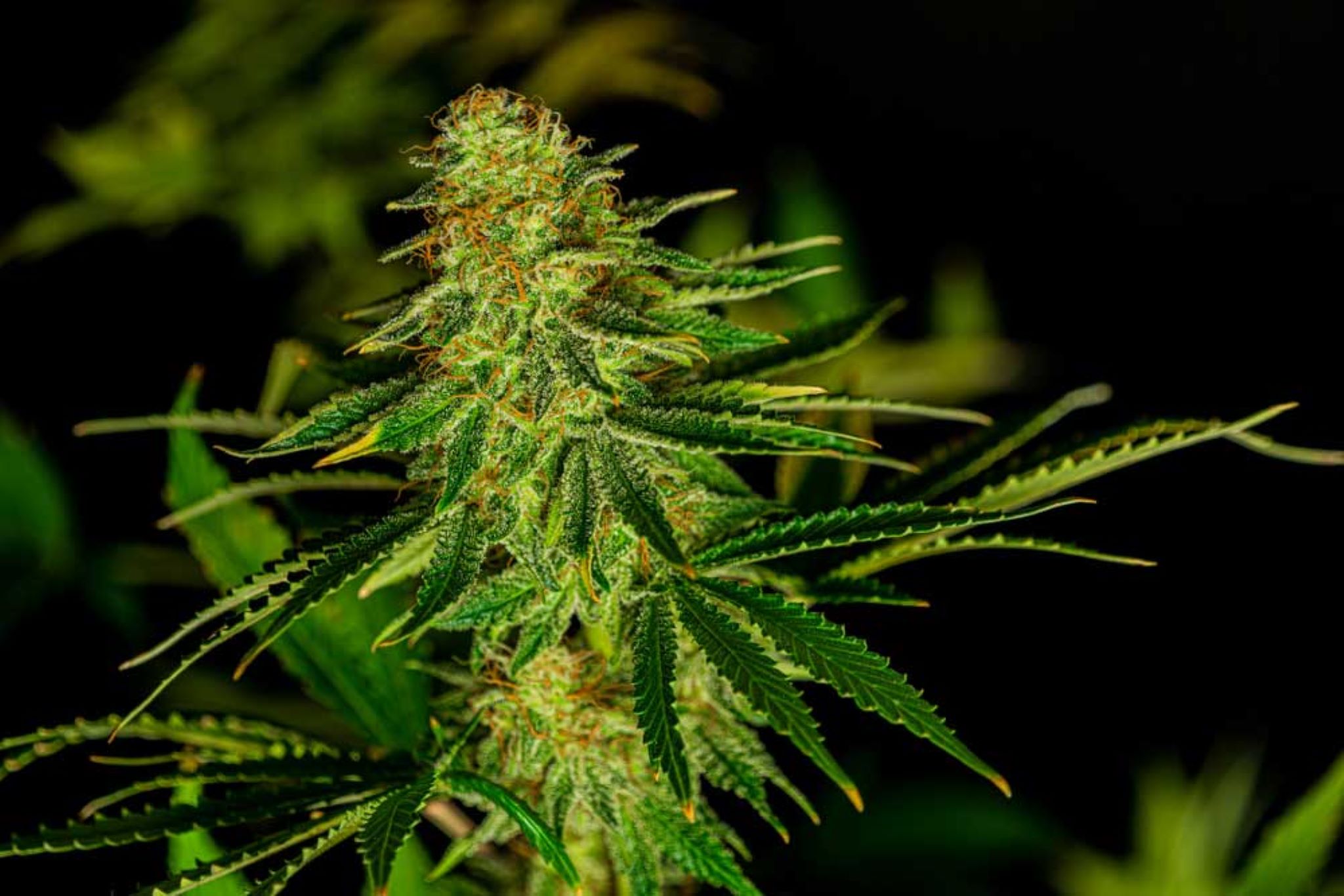 Different Types of Weed: Comparison, Effects, and Benefits