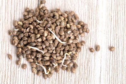 Do Cannabis Seeds Go Bad What Buyers Need to Know