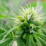 Early Signs of Hermie Plant You Should Know