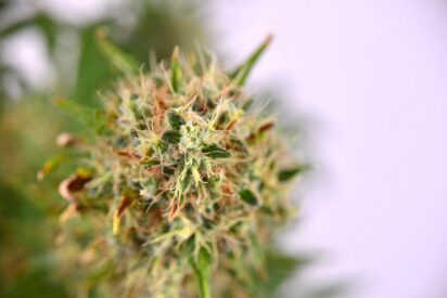 Factors To Consider Before Growing Regular Cannabis Seeds 412x275