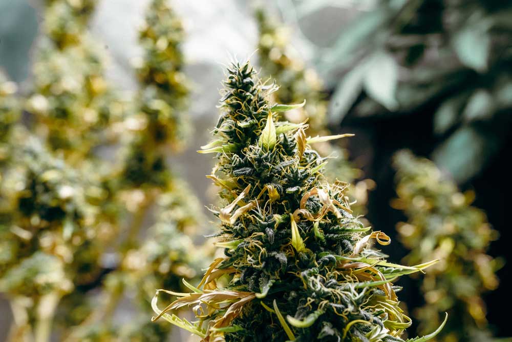 Feminized Cannabis Growing Problems and Troubleshooting Guide