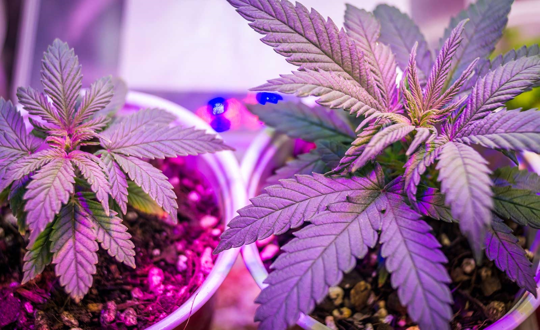 Feminized VS Auto Weed Seeds: Which is More Potent