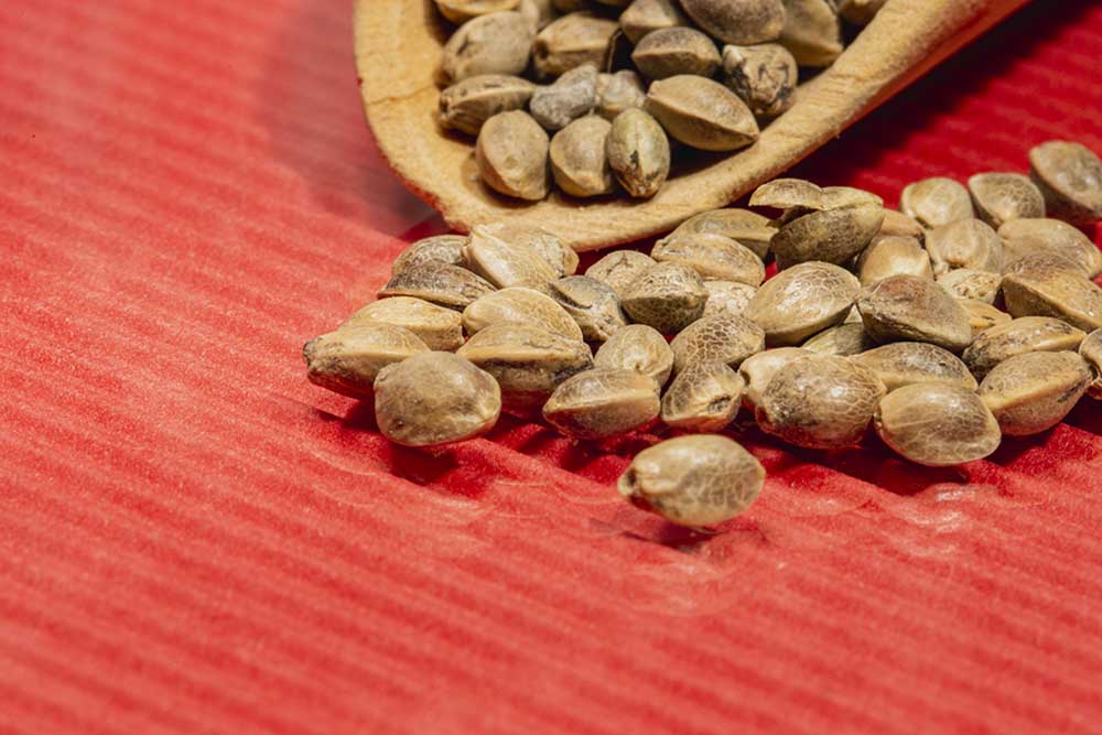 Feminized VS Regular Seeds of Marijuana Compared