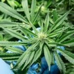 First Signs of Flowering Stage of the Cannabis Plant