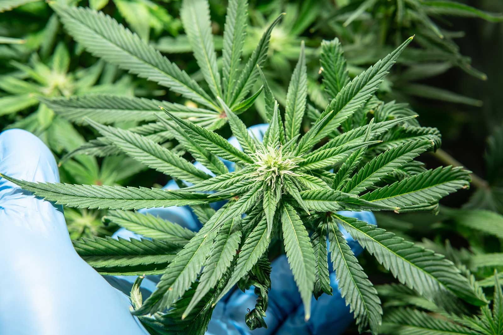 First Signs of Flowering Stage of the Cannabis Plant
