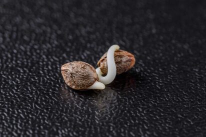 Forced Feminized Cannabis Seeds What Are the Risks