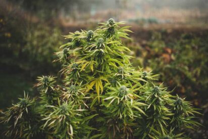 Growing Weed in California What You Need to Know
