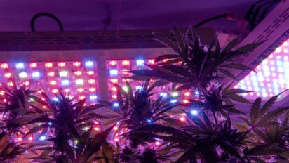 Growing Weed With LED Lights 412x232