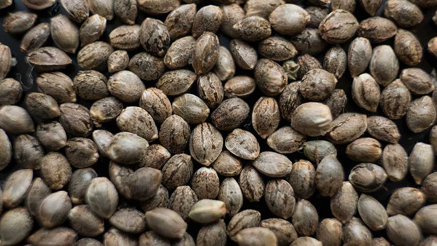 How Much Do Cannabis Seeds Cost