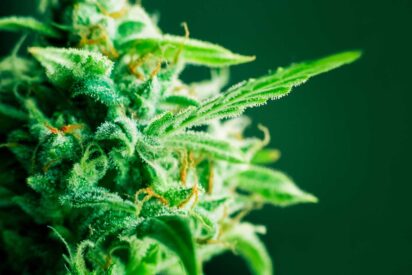 How to Breed New Strains With Regular Cannabis Seeds