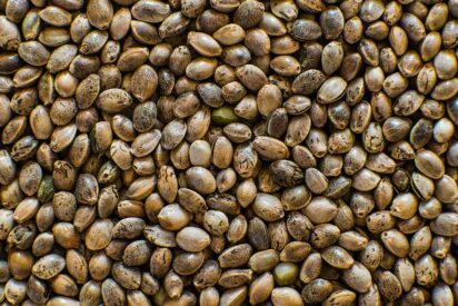 How to Buy Cannabis Seeds From a Seed Bank