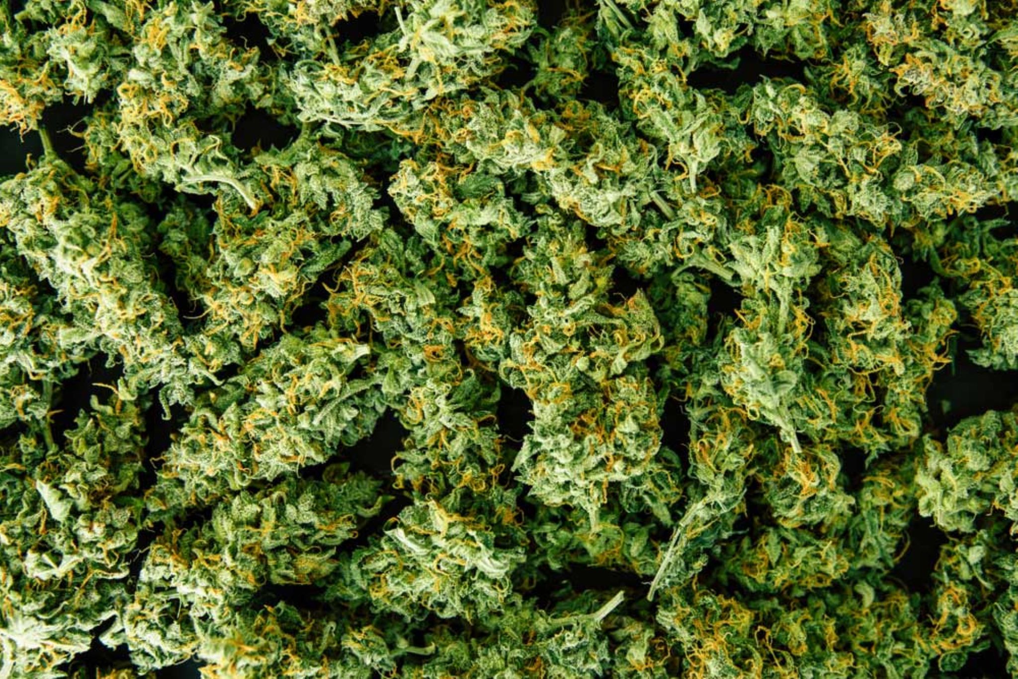 How to Grow Bigger Buds Outdoors
