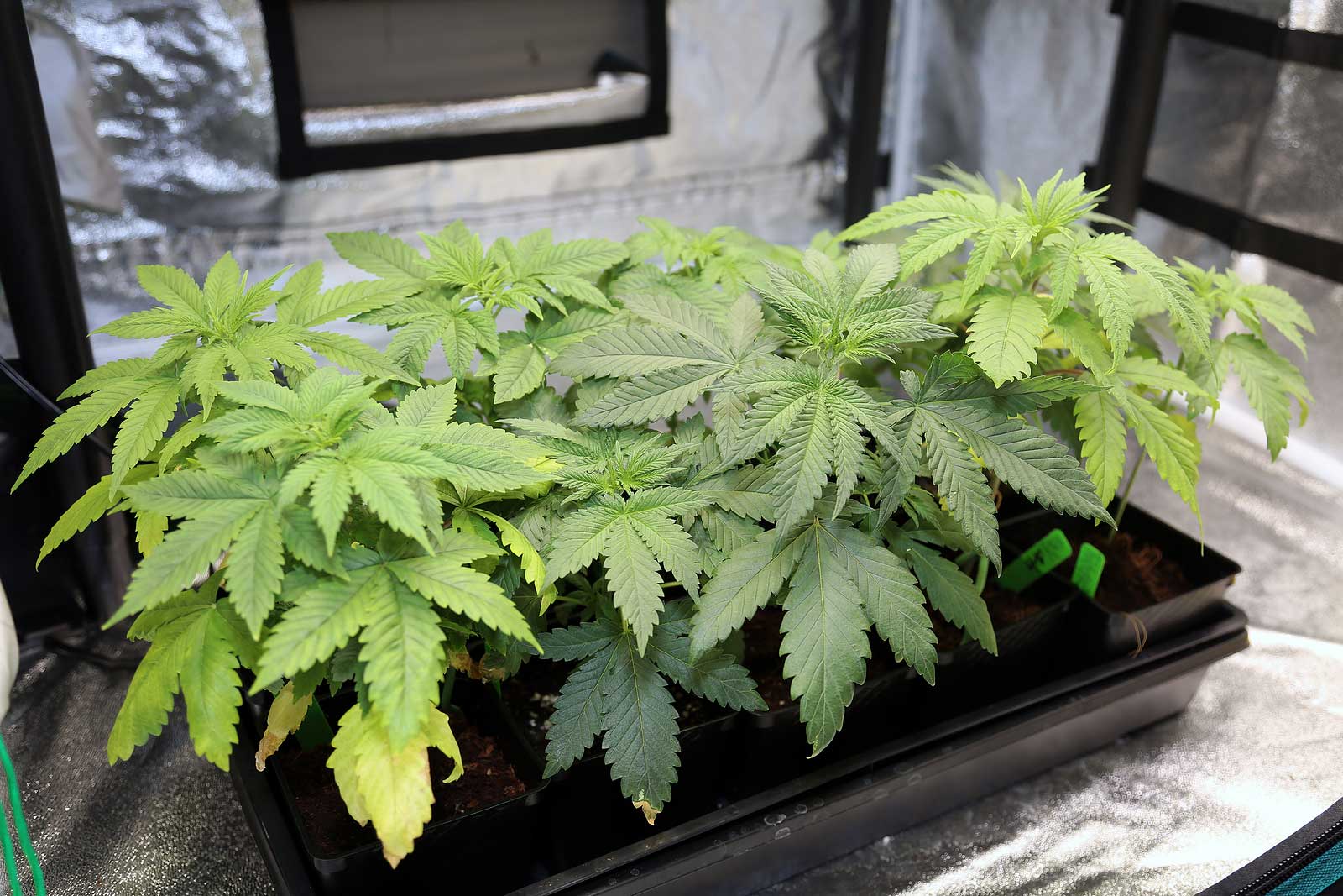 How to Grow Regular Marijuana Seeds Like a Pro