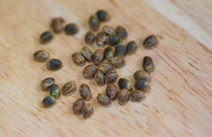 How To Identify Fake Cannabis Seeds 412x267