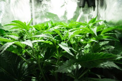 Indoor Feminized Cannabis Seeds Growing Guide