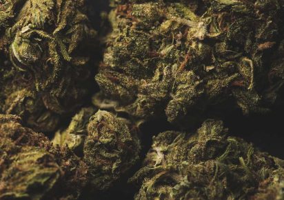 OG Kush vs Blue Dream: Which Should You Buy?