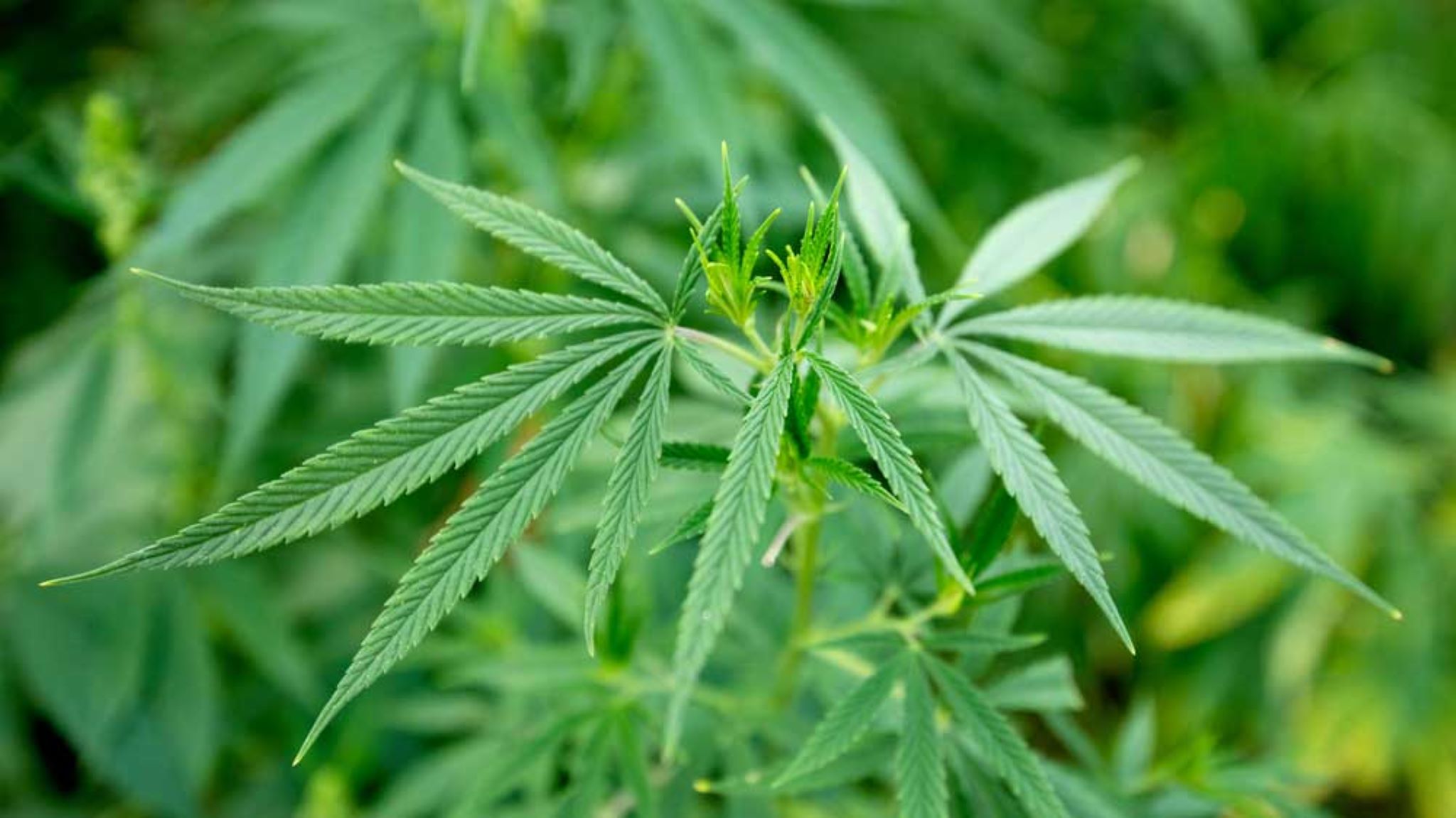 How to Prevent Hermaphroditism From Affecting Your Marijuana Plants