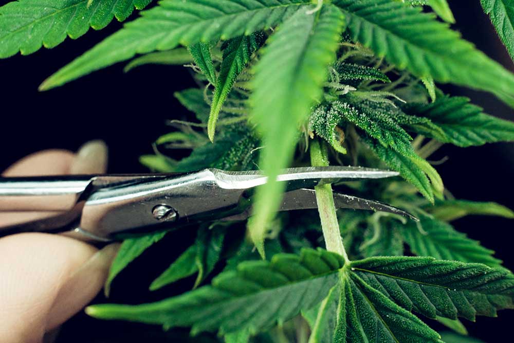An Ultimate Guide of Pruning Cannabis