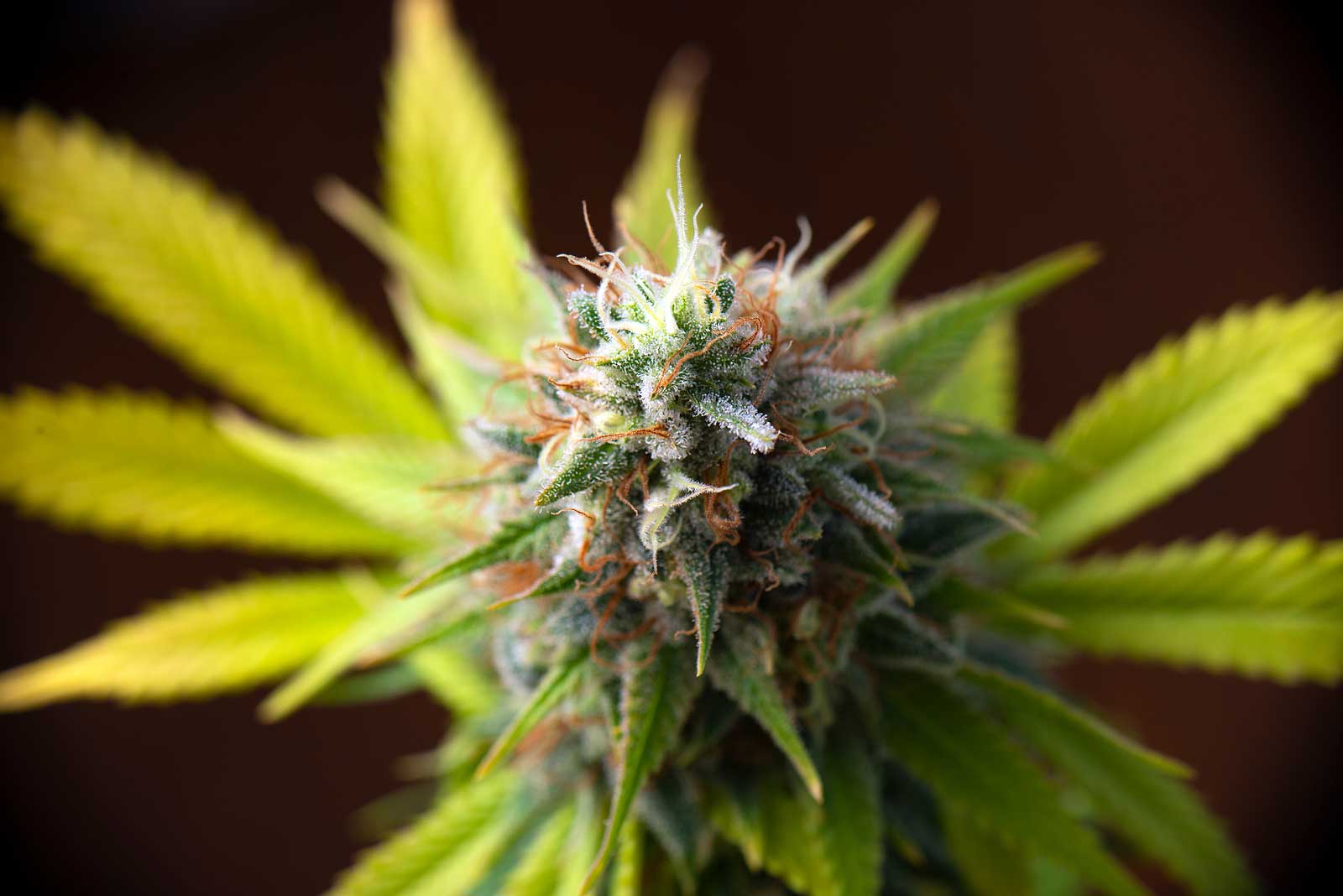 Facts and Information of Regular Marijuana Seeds