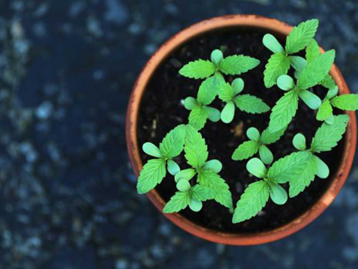 Regular and Feminized Cannabis Seeds