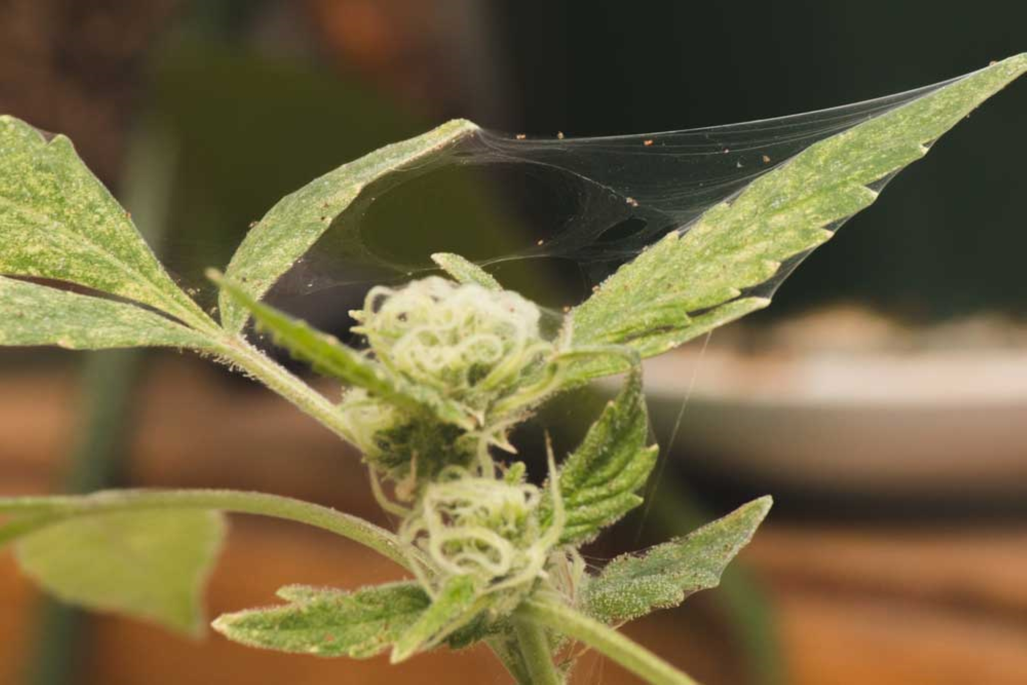 Spider Mites on Weed