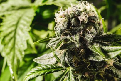 Top 10 High Yielding Autoflower to Have in Your Garden