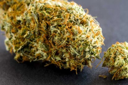 Ultimate Guide to Buying High Yield Cannabis Strain
