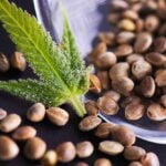 Understanding Cannabis Seed Banks 101 150x150