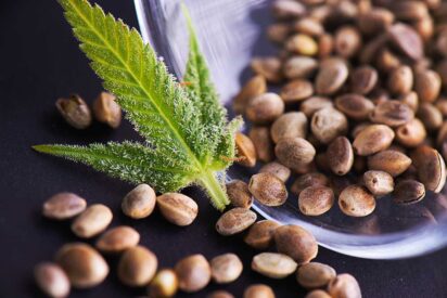 Understanding Cannabis Seed Banks 101 412x275