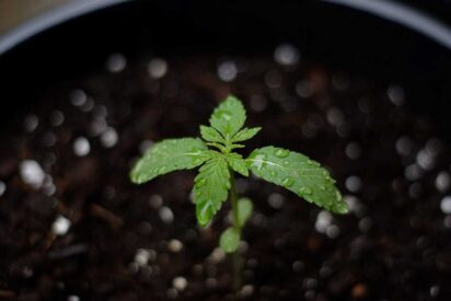 Understanding The Growth Of Your Cannabis 412x275