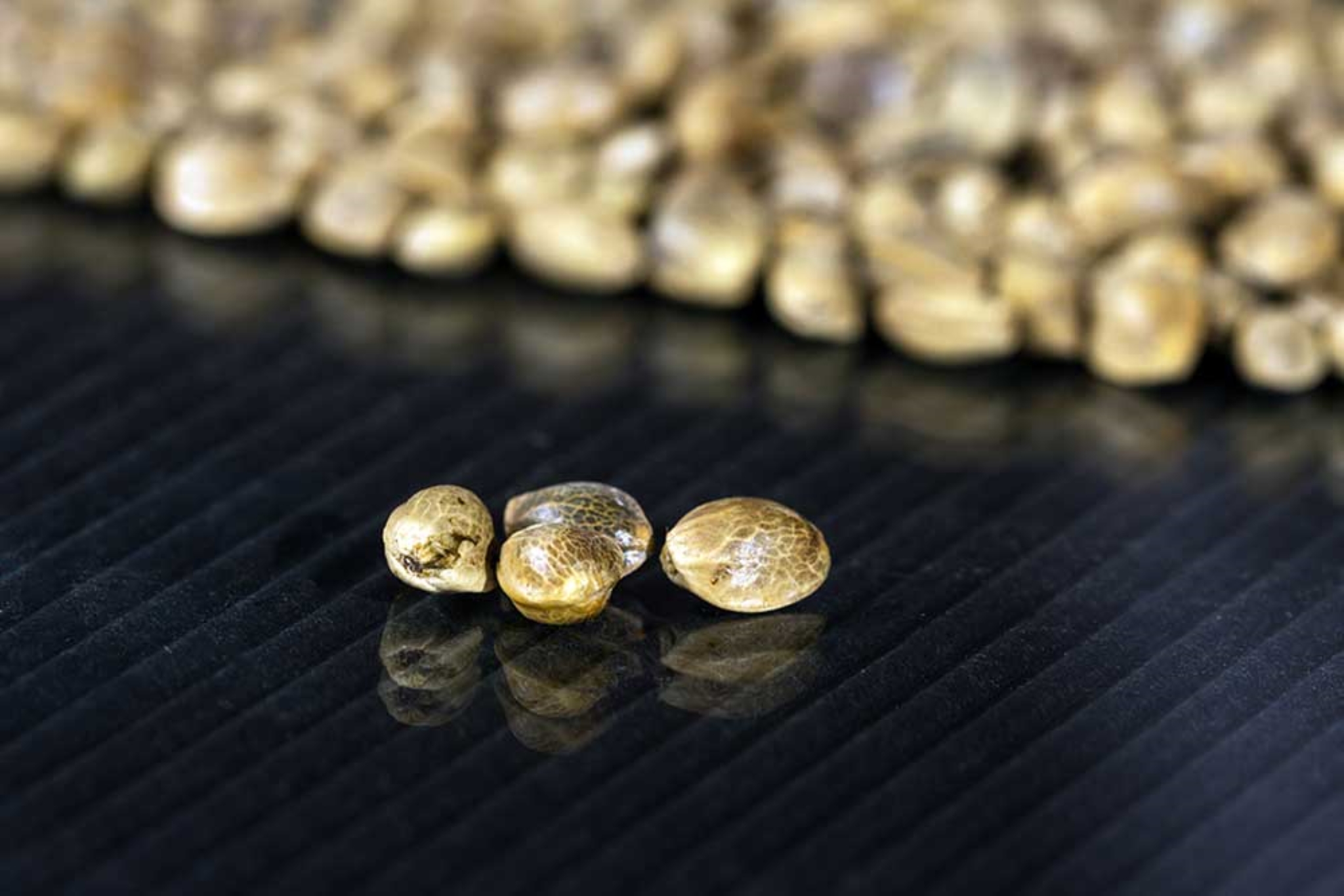 What Are Feminized Cannabis Seeds: Must-Learn Facts
