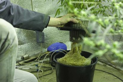What Are Hydro Weed Strains And Why Should You Buy Them
