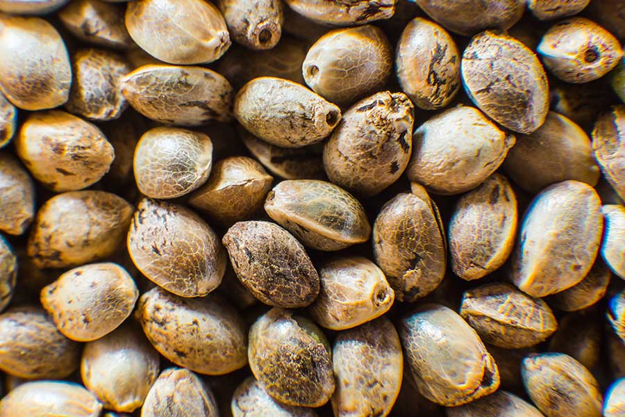 Where to Buy Cannabis Seeds in Canada