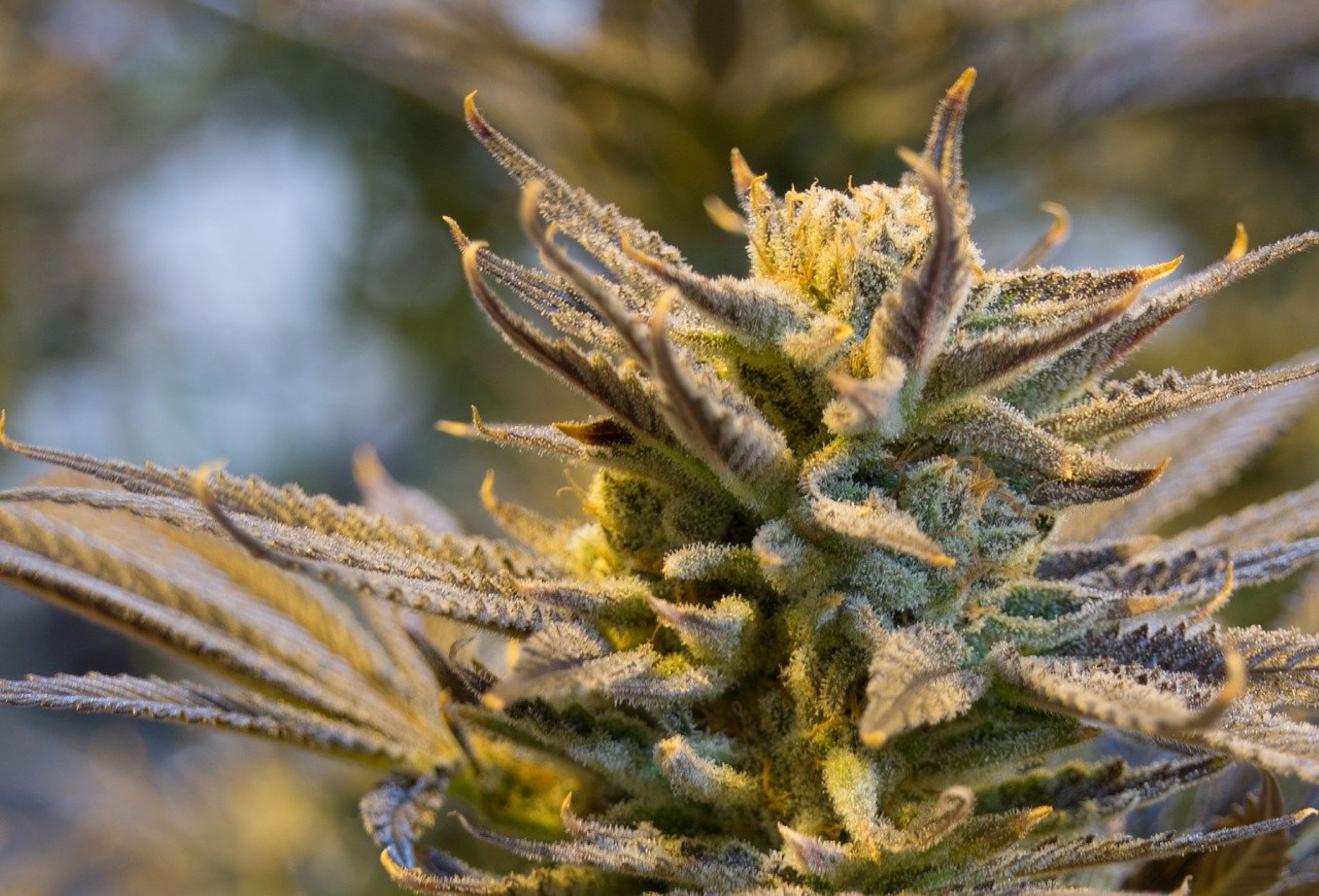 Identifying the Maximum Autoflower Yield of Your Cannabis