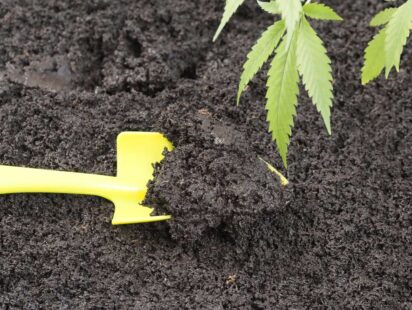 10 Best Soil for Marijuana