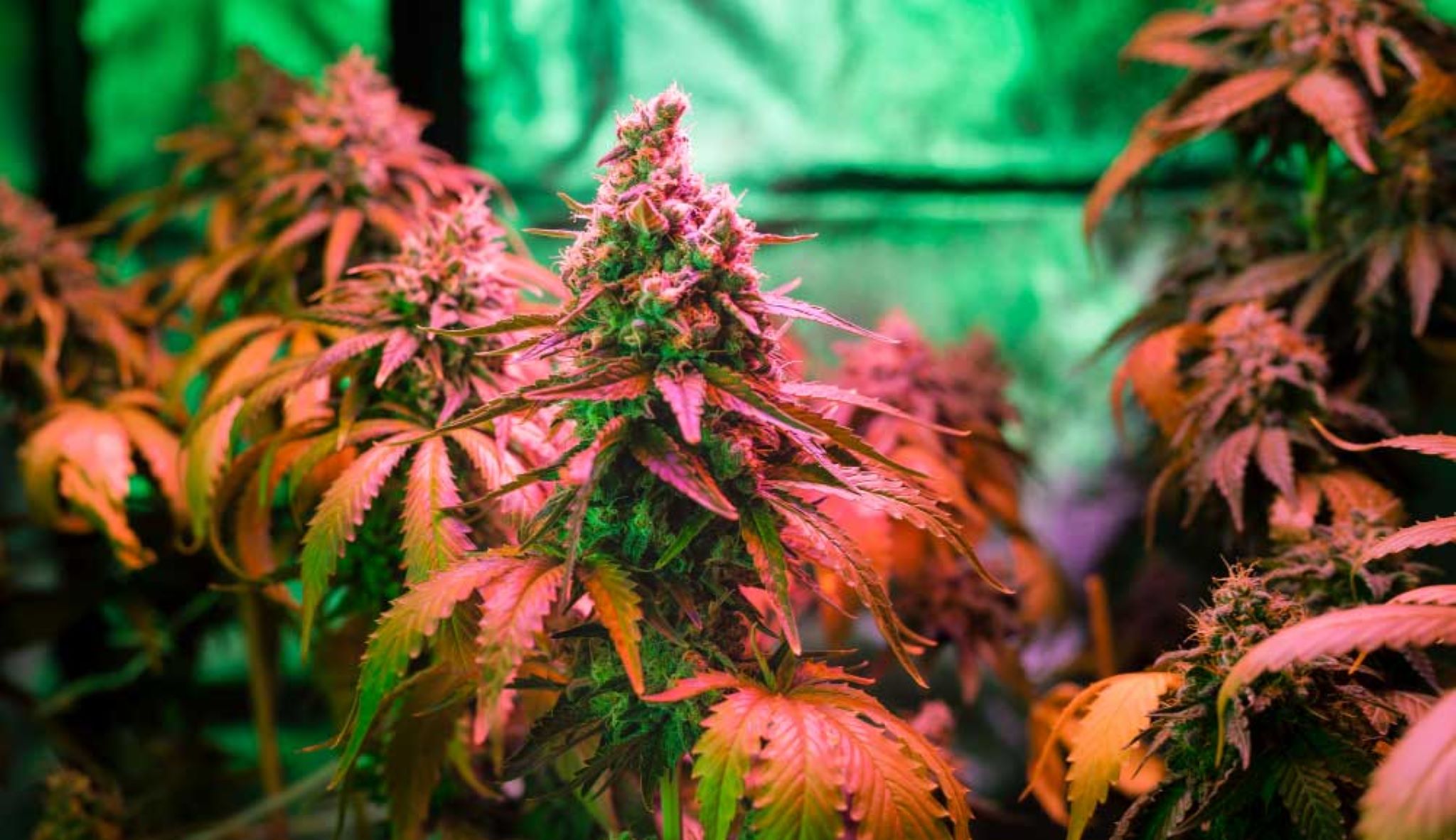 10 of the Strongest Weed in the World