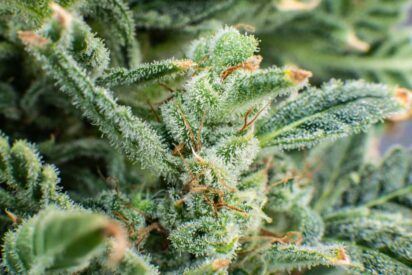 12 Best Indica Strains in the World