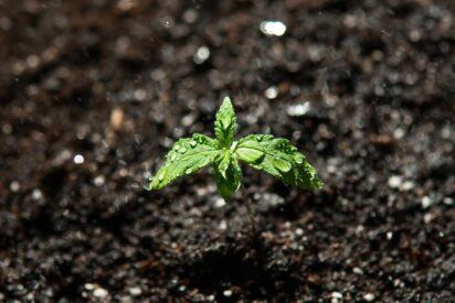 Understanding Cannabis Seedling Stage