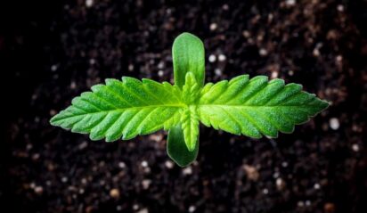 Understanding The 5 Major Cannabis Growth Stages 412x239