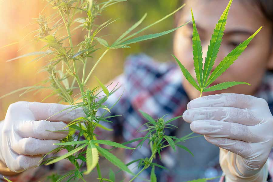 How Are Feminized Seeds Made?