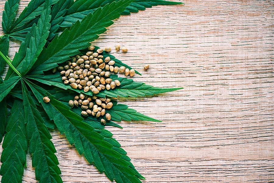 Why Feminized Cannabis Seeds are Preferred