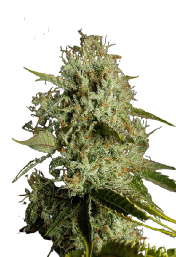 Agent Orange Regular Marijuana Seeds Rocket Seeds