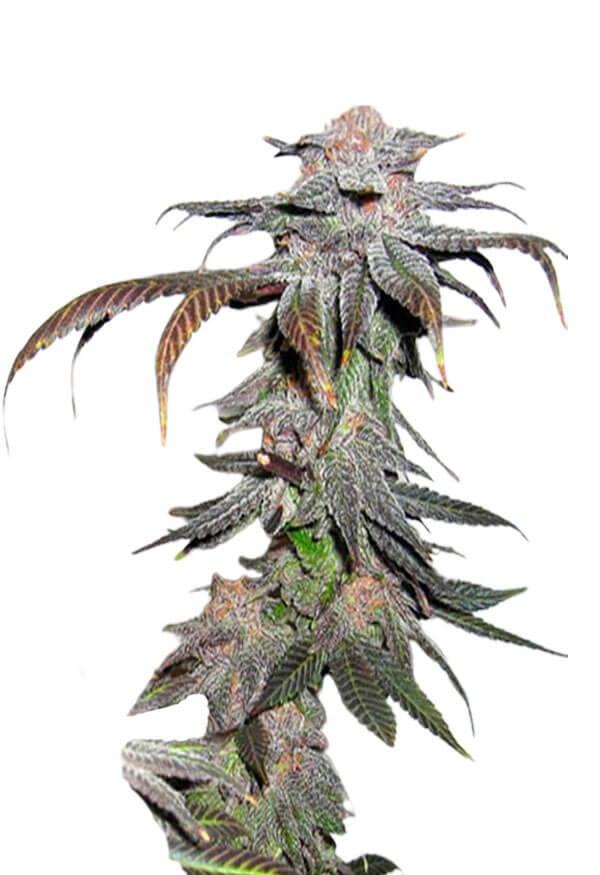 Original Grand Daddy Purp Feminised Seeds - Seed Madness