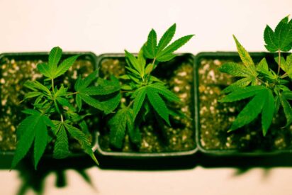 Growing Guide Marijuana Seed Indoors 412x275