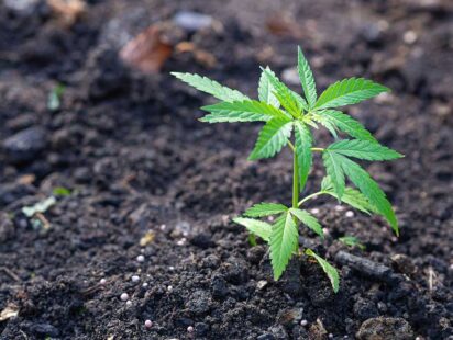 Growing Guide of Cultivating Marijuana Seeds