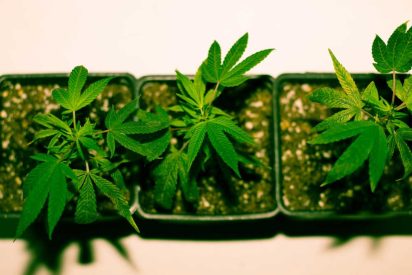 Growing Guide: Marijuana Seed Indoors