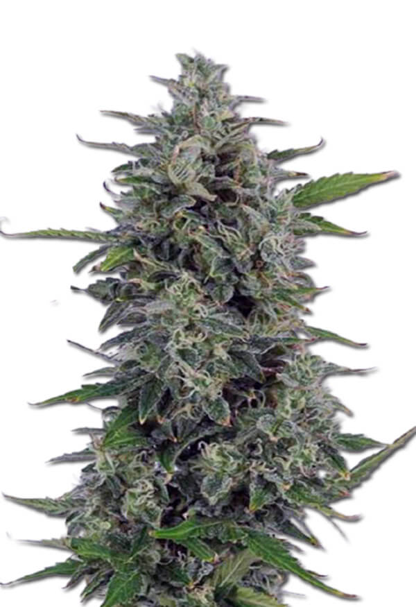 Pluto Kush Autoflower Marijuana Seeds - Rocket Seeds