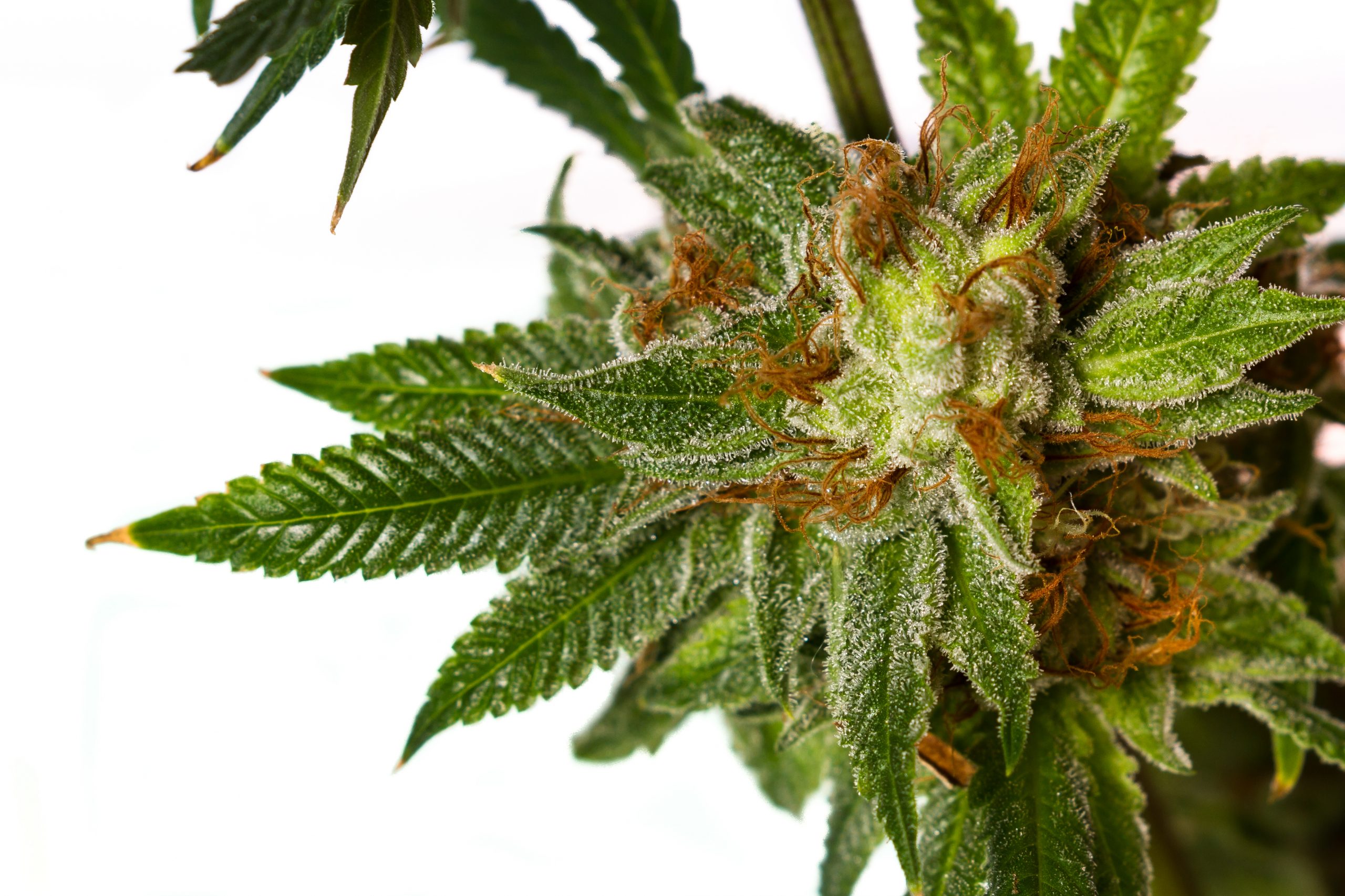 Gorilla Glue Strain Profile: The Most Powerful Sticky Marijuana Plant