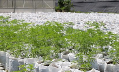 Making The Most of Your Cannabis Growing Space