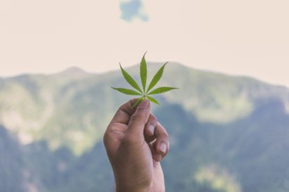 Tips for Growing Cannabis In the Summer